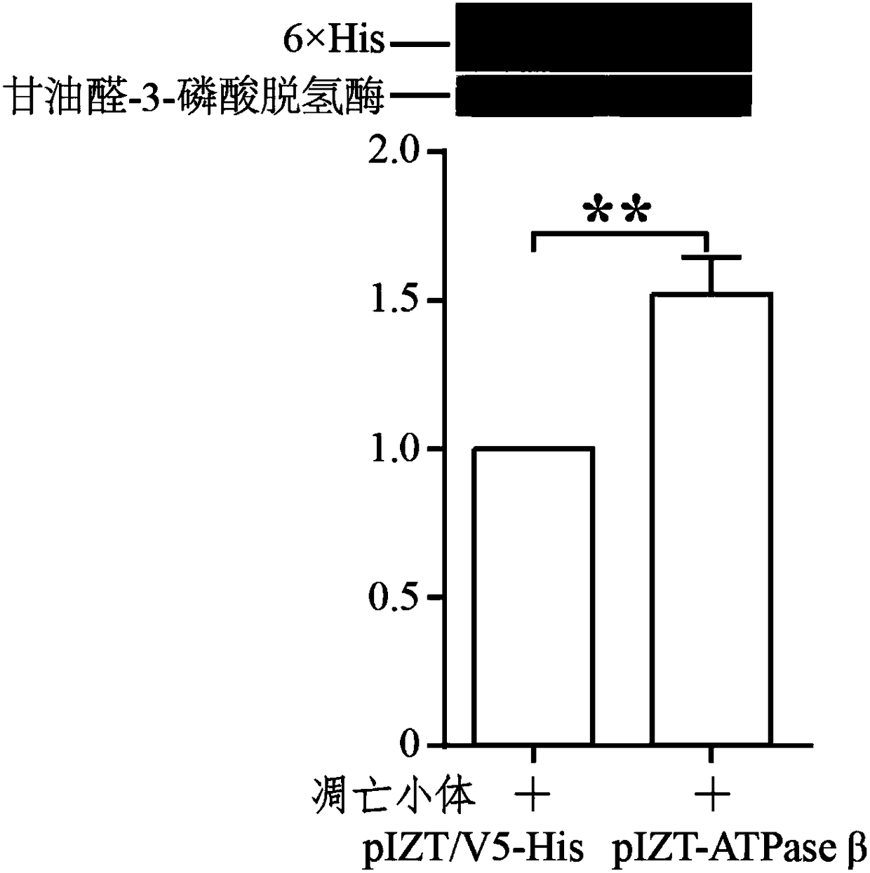 Application of FoF1-ATPasebeta protein in promotion or reduction of adsorption of cells on apoptotic bodies