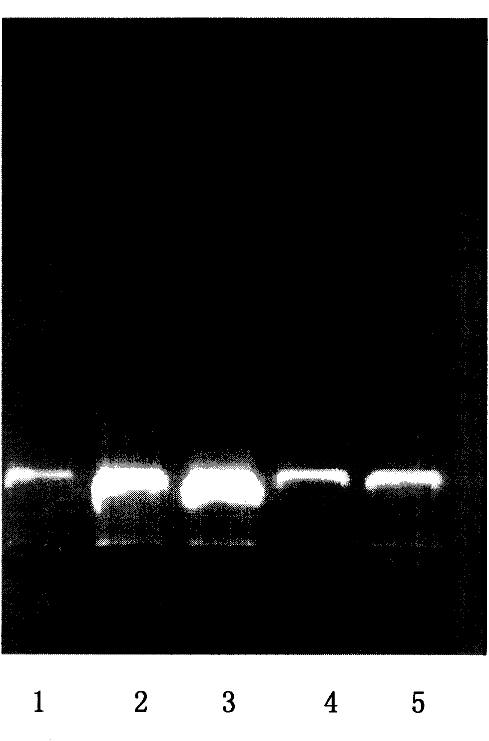 Method for extracting total DNA of microorganism in liquor Daqu