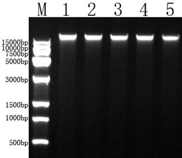 Reagent for extracting total DNA of bamboo shoots and application