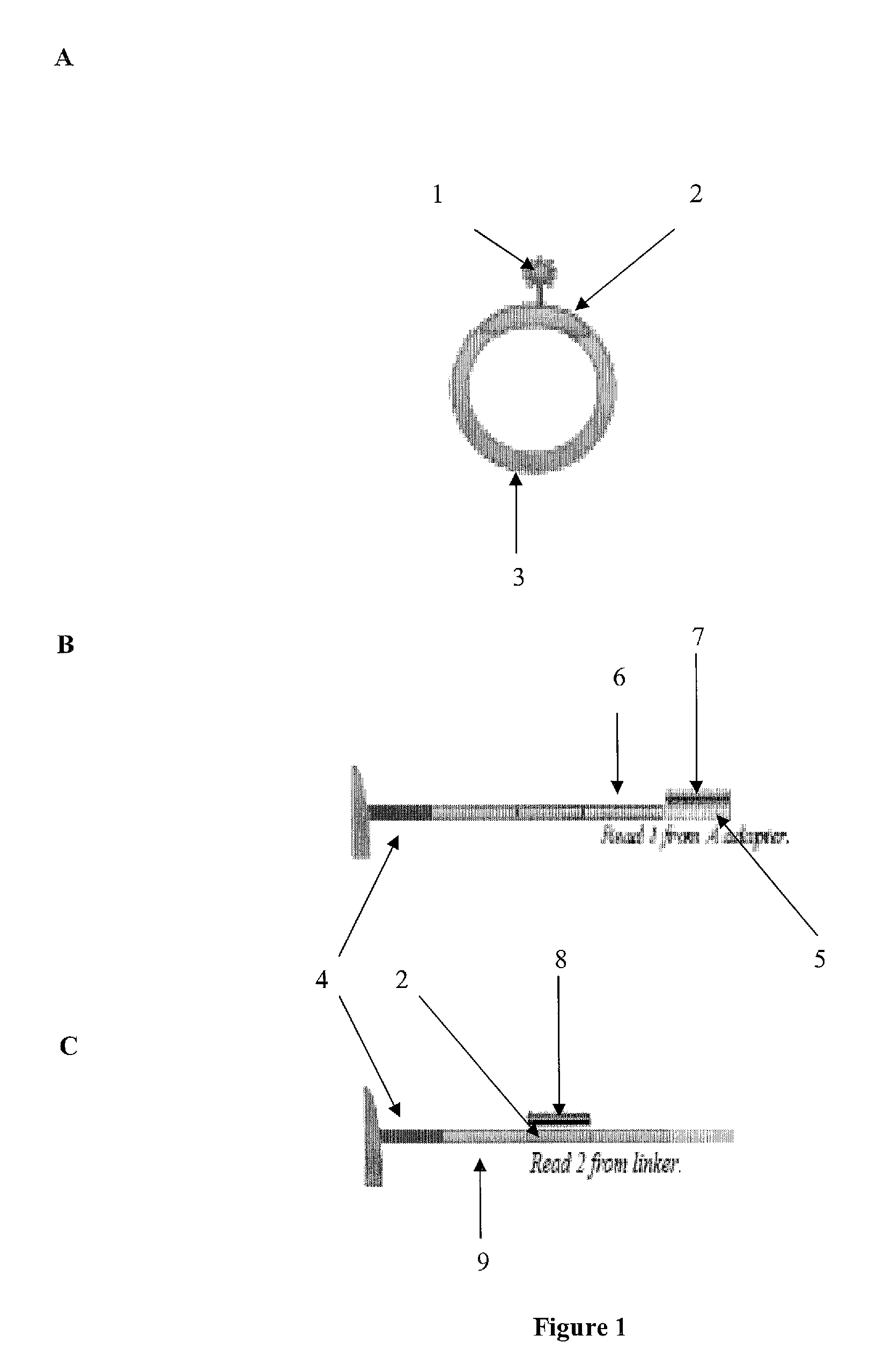 Compositions and methods for co-amplifying subsequences of a nucleic acid fragment sequence