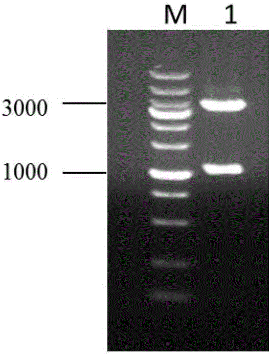 Neisseria gonorrhoeae-salmonella double-effect vaccine, and preparation method and application thereof