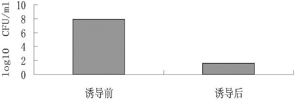 Neisseria gonorrhoeae-salmonella double-effect vaccine, and preparation method and application thereof