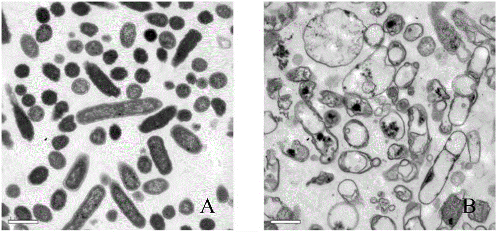 Neisseria gonorrhoeae-salmonella double-effect vaccine, and preparation method and application thereof