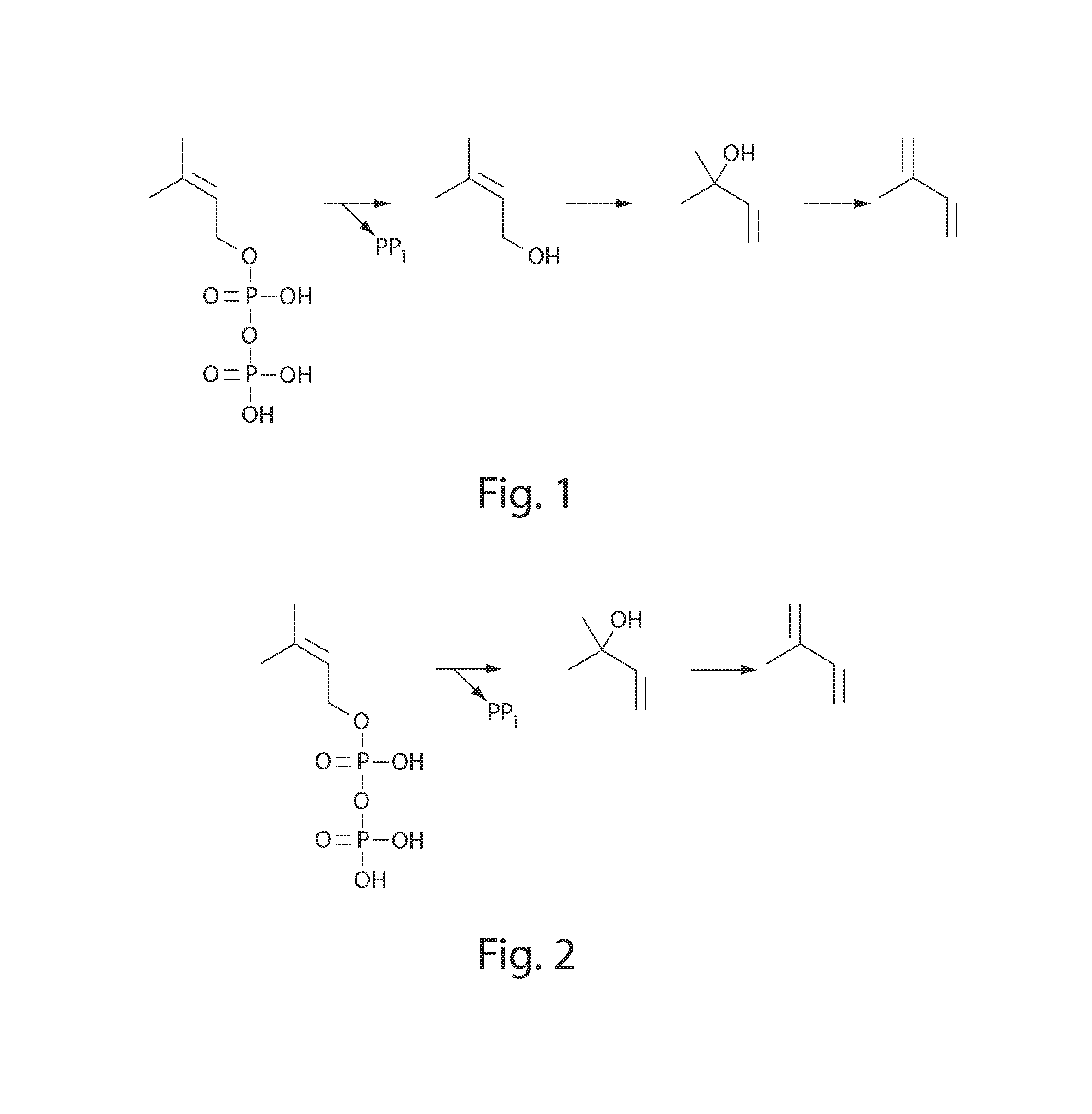 Microorganisms and processes for the production of isoprene