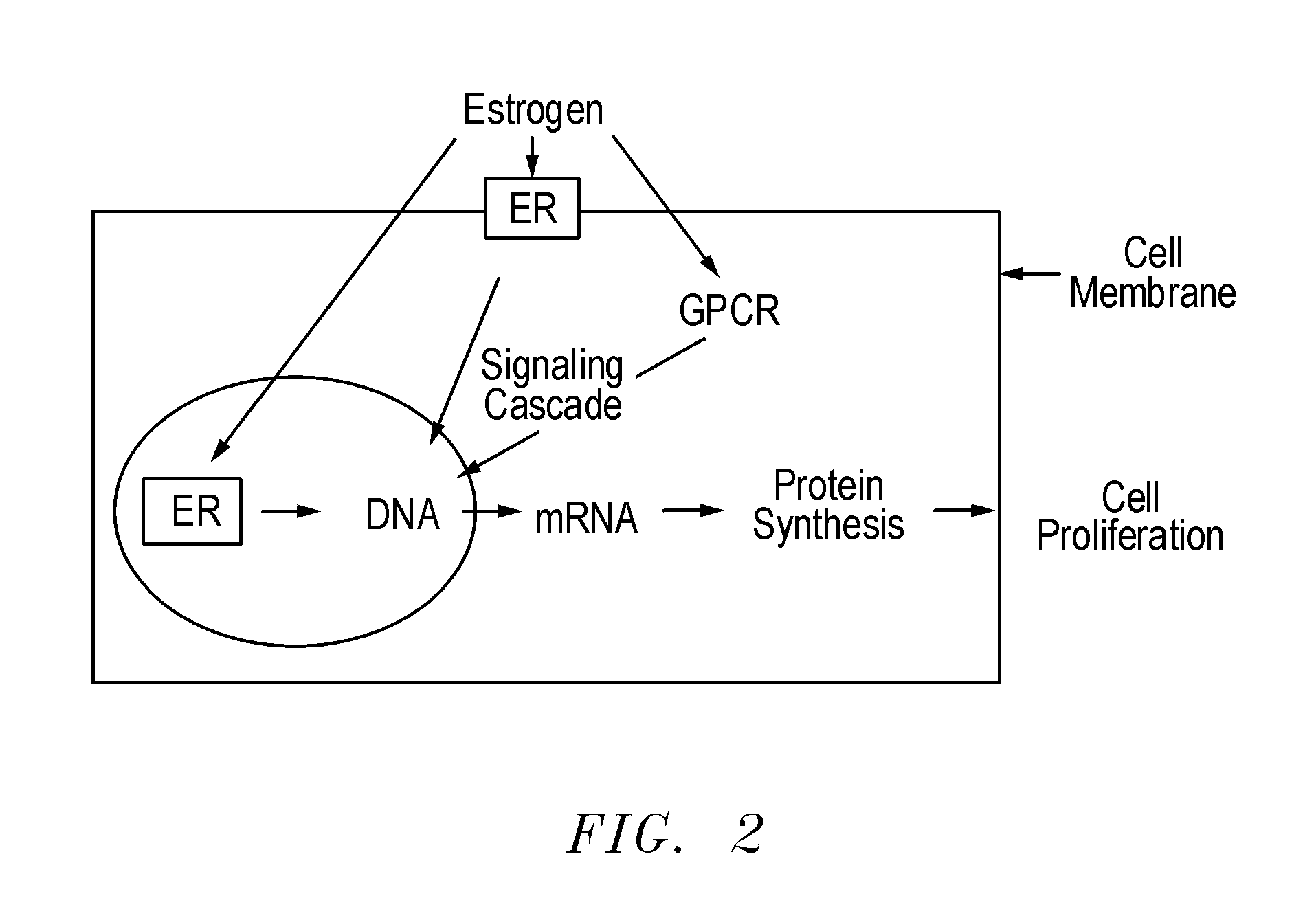 Materials free of endocrine disruptive activity