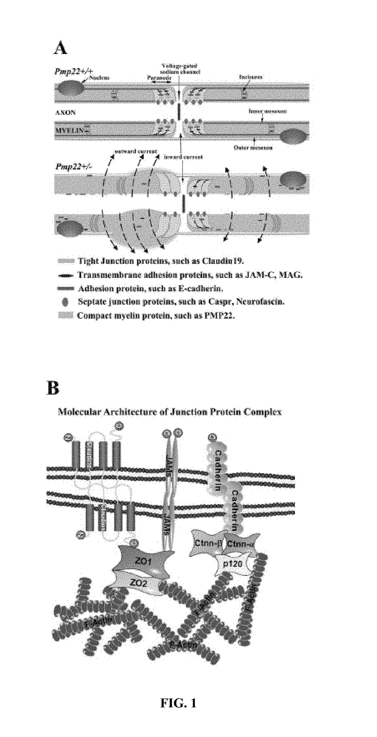 Treatment for hereditary neuropathy with liability to pressure palsies (HNPP)