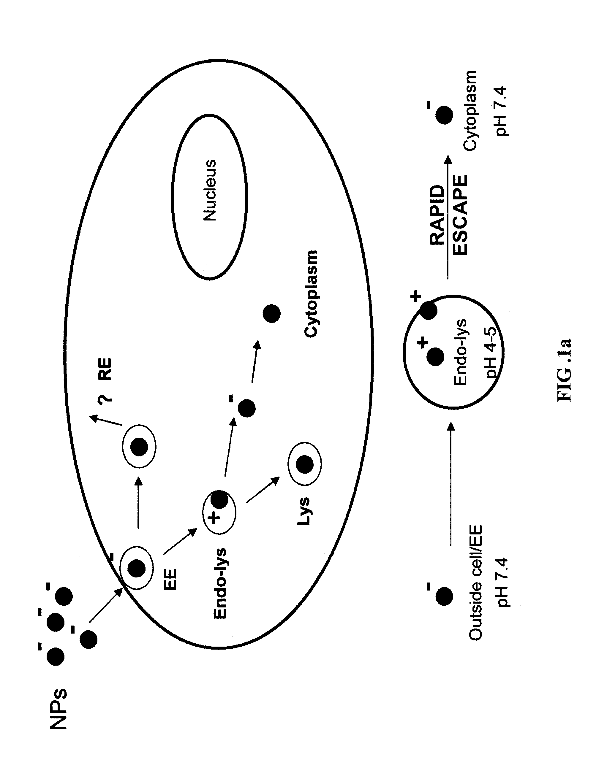 Surface-modified nanoparticles for intracellular delivery of therapeutic agents and compositions for making same