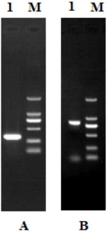 Apolygus lucorum cell nucleus hormone receptor E75, coding sequence thereof, carrier and bacterial strain