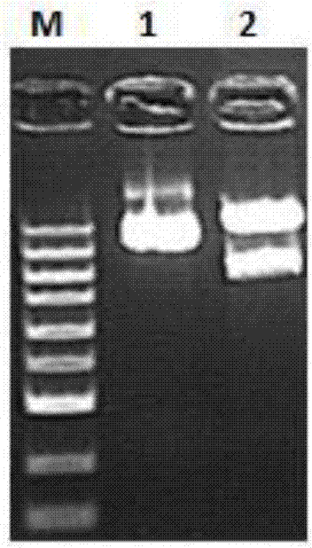 Apolygus lucorum cell nucleus hormone receptor E75, coding sequence thereof, carrier and bacterial strain