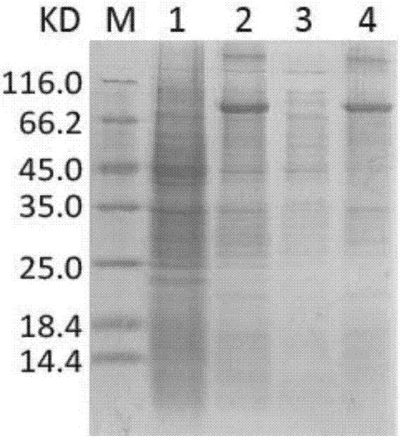 Apolygus lucorum cell nucleus hormone receptor E75, coding sequence thereof, carrier and bacterial strain