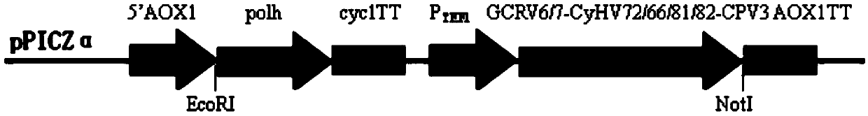 Construction method of protein microcrystal embedded CyHV-2 (cyprinid herpesvirus II)-type-GCRV (grass carp reovirus) subunit vaccine based on yeast expression vector