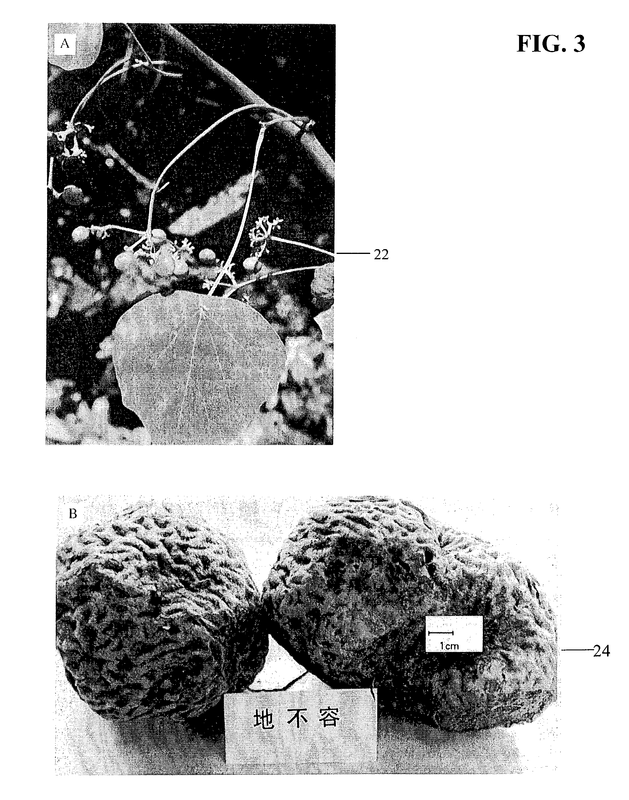 Method for decreasing nicotine and other substance use in humans