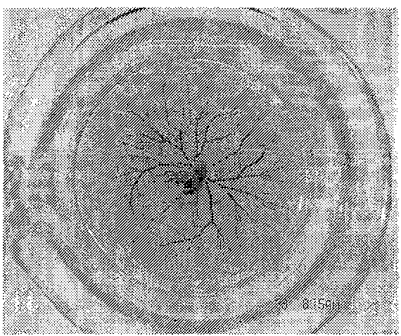 Chicken embryo elk bursa film blood vessel generating model and the analyzing method and use