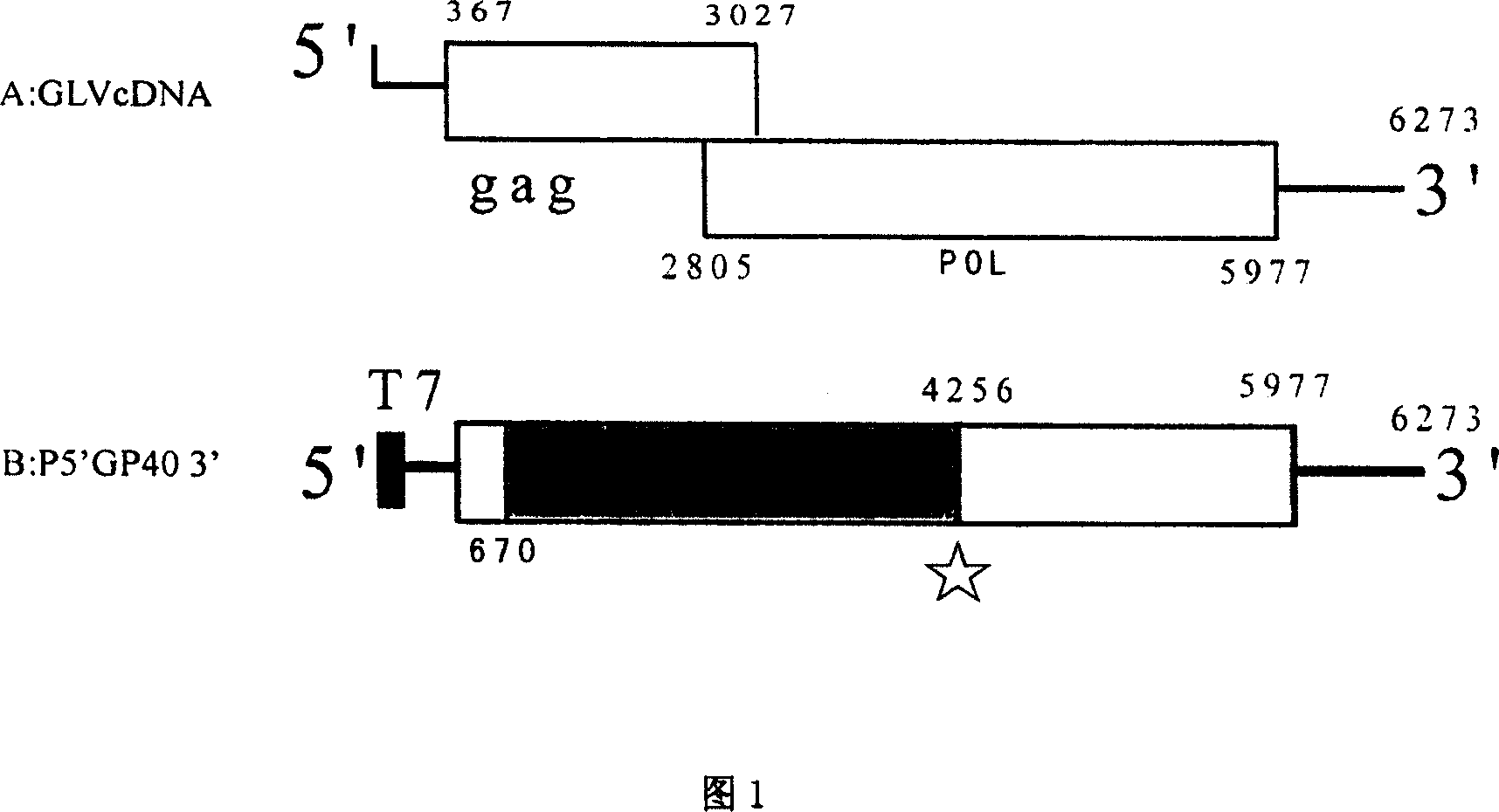 Eucaryon expression system using jiadi flagllate virus as gene expression carrier