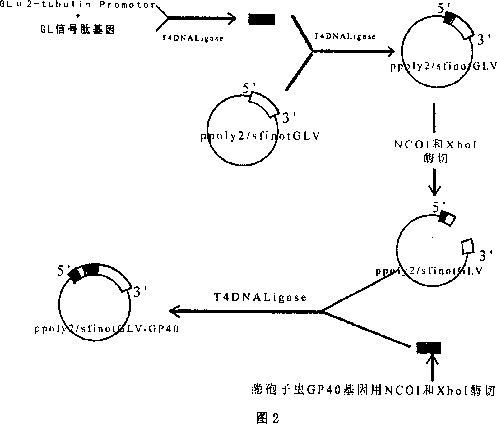 Eucaryon expression system using jiadi flagllate virus as gene expression carrier