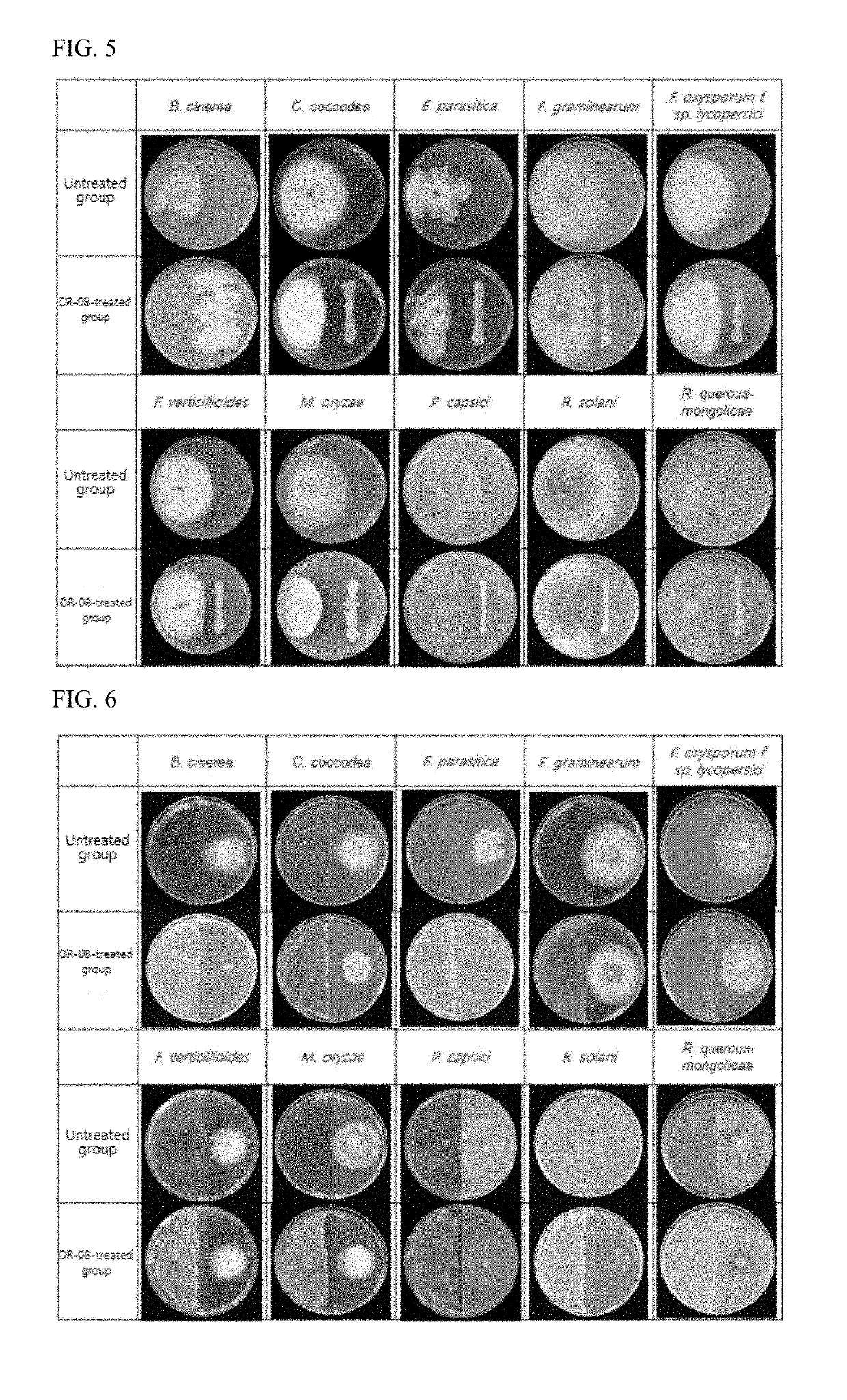 Bacillus methylotrophicus strain dr-08 producing natural volatile compound and having antibacterial activity, and use thereof