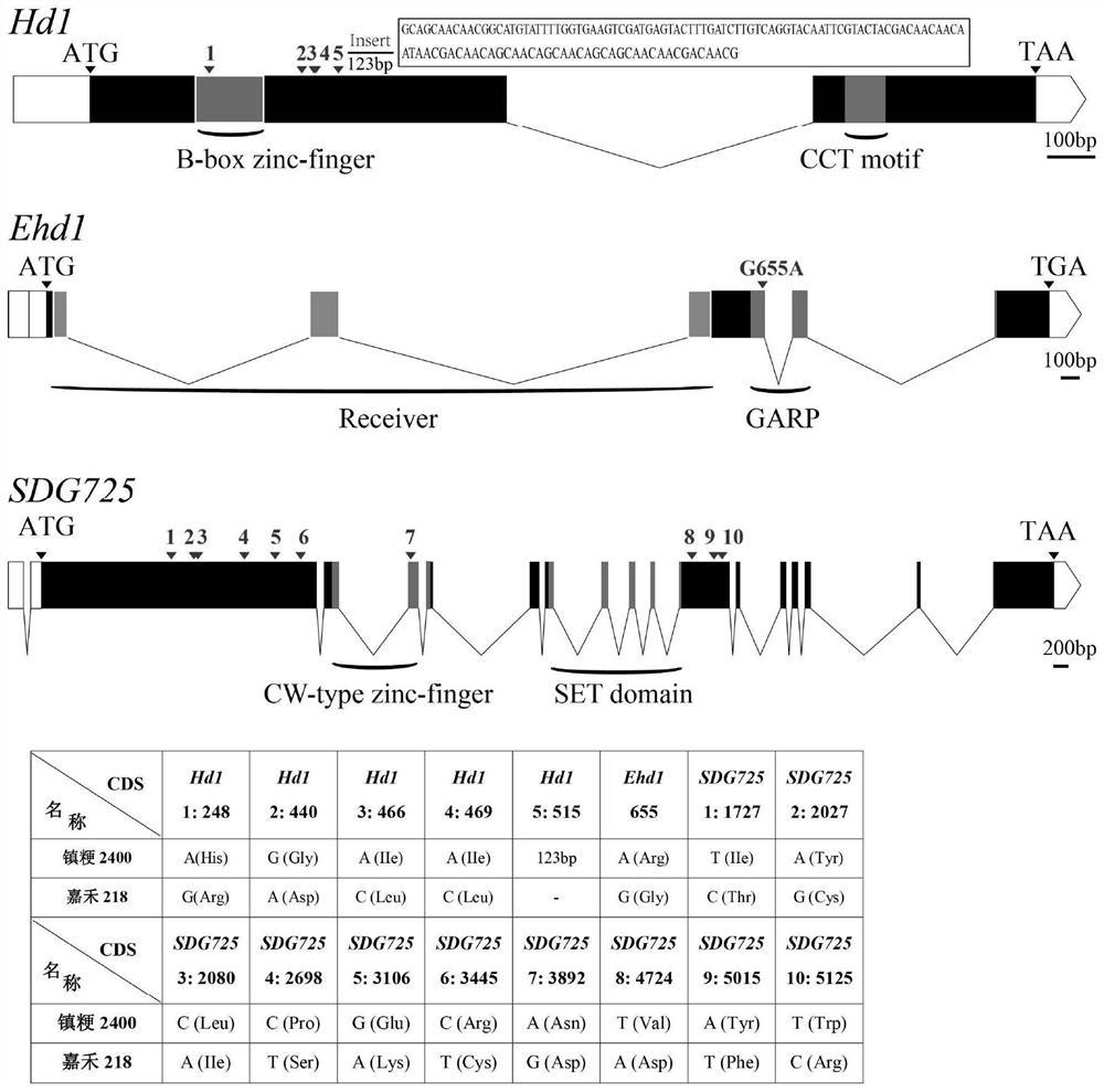 Method for creating weak-photosensitivity japonica rice germplasm