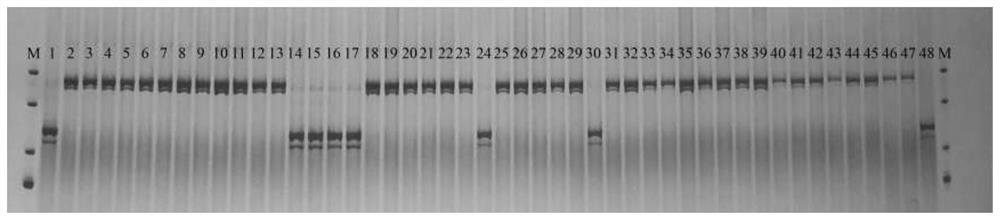 Method for creating weak-photosensitivity japonica rice germplasm