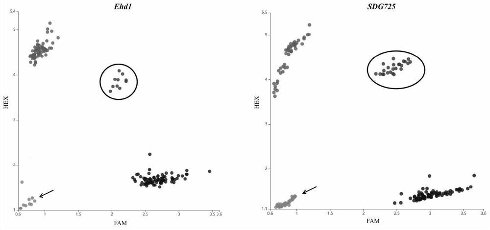 Method for creating weak-photosensitivity japonica rice germplasm