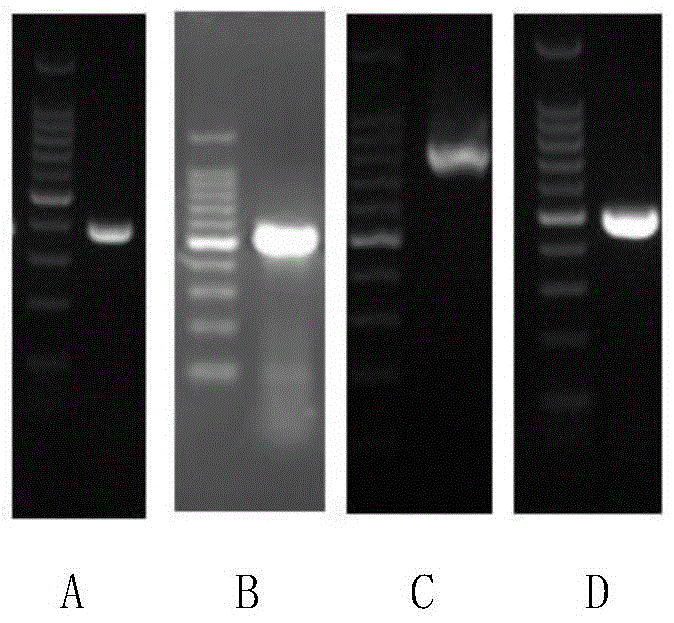 Multiplex pcr detection kit and detection method for new intestinal protozoa