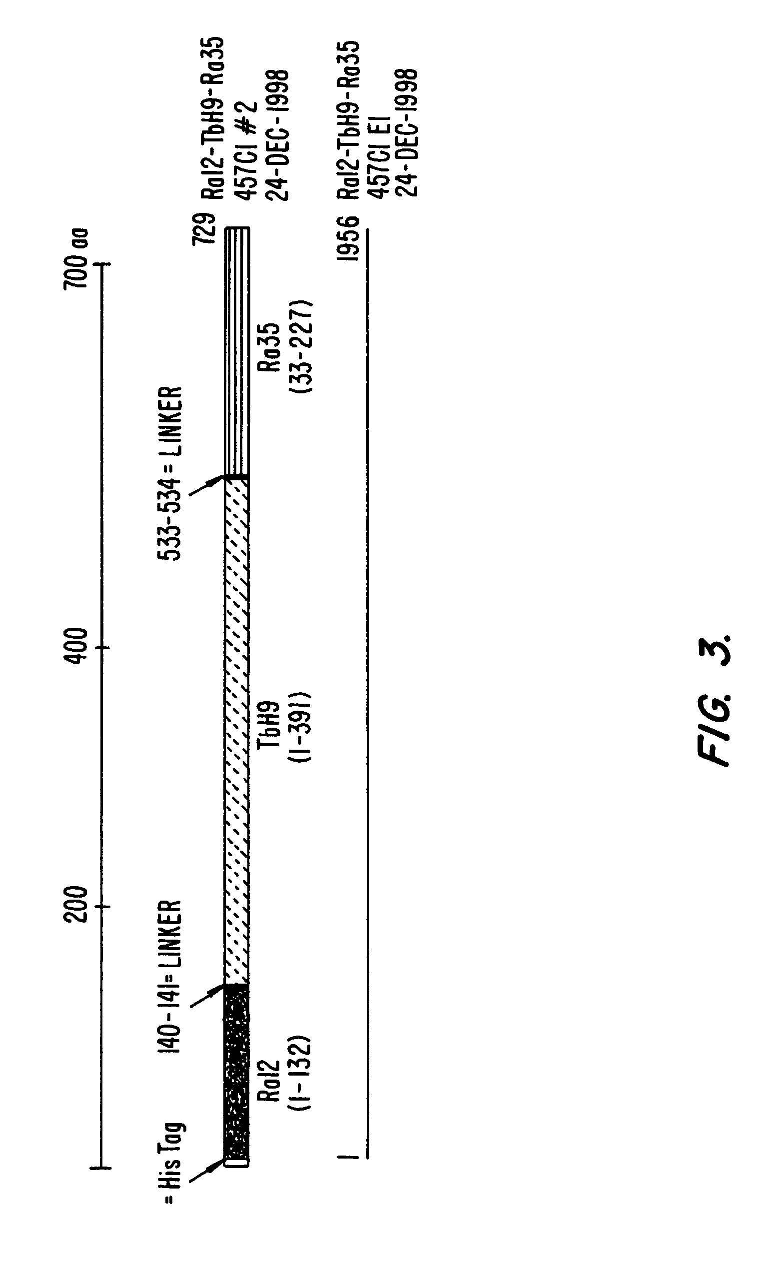 Fusion proteins of <i>mycobacterium tuberculosis</i>