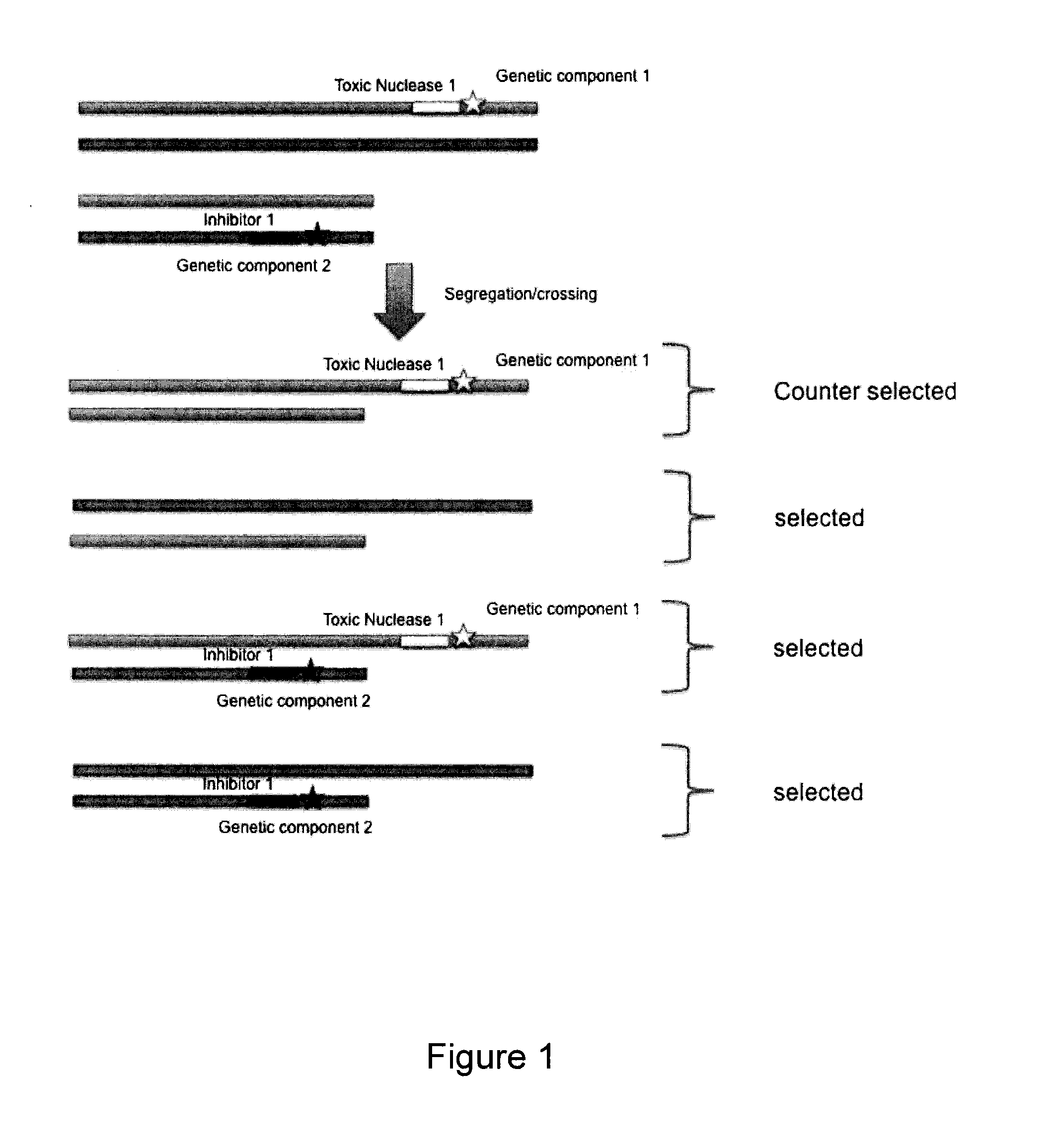 Method to counter-select cells or organisms by linking loci to nuclease components