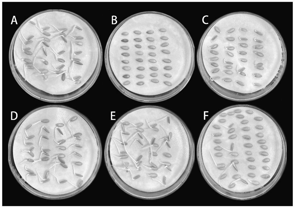 Method for improving germination potential of melon seeds and method and kit for obtaining germination potential melon seeds