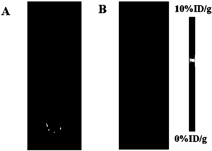 NGR polypeptide radiopharmaceutical as well as preparation method and application thereof