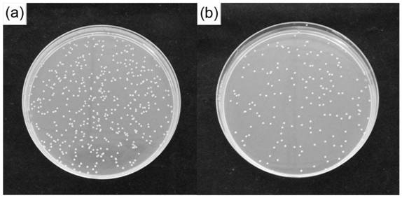 Preparation method of bismuth vanadate yellow pigment for visible light catalytic sterilization and product prepared by preparation method