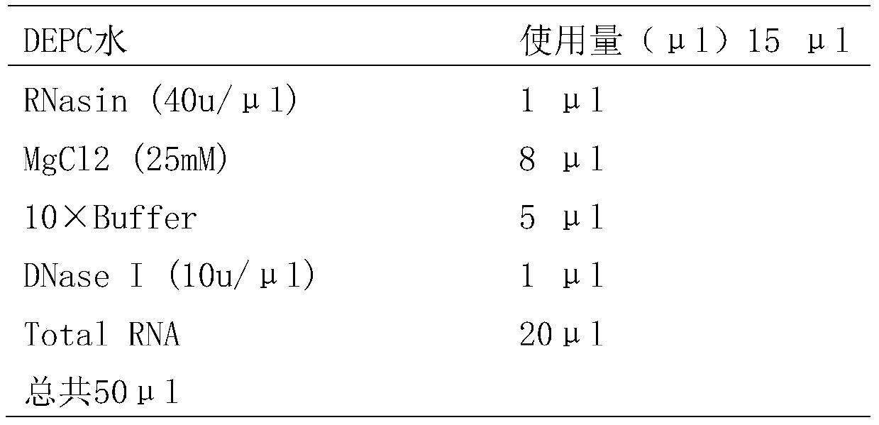 A new target gene for diagnosis and treatment of tongue squamous cell carcinoma and its application