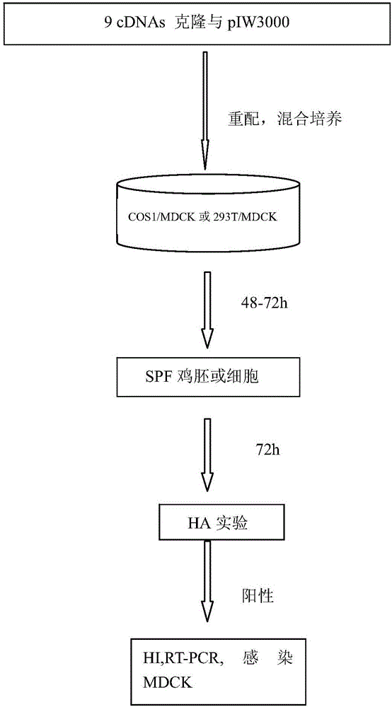 Preparation method and application of recombinant cold-adaptation attenuated influenza vaccine strain