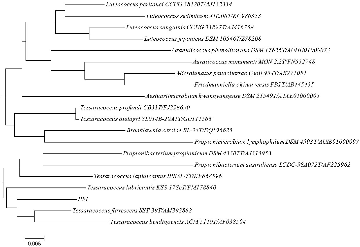 Method for degrading oil and phenanthrene through bacterial strain P51