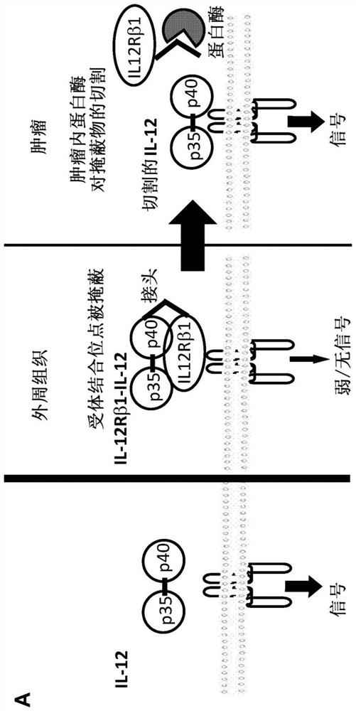 Compositions and methods comprising protease-activated therapeutic agents