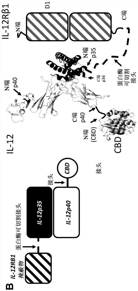 Compositions and methods comprising protease-activated therapeutic agents