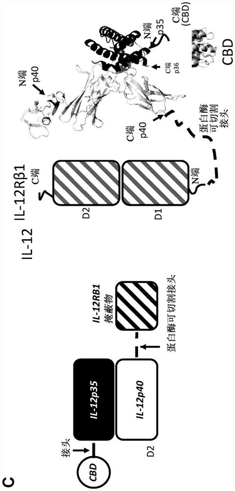 Compositions and methods comprising protease-activated therapeutic agents