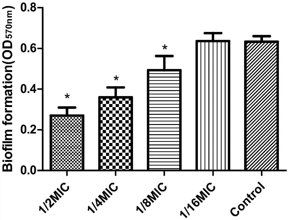 Application of rhein in the preparation of drugs for inhibiting Staphylococcus xylosus biofilm