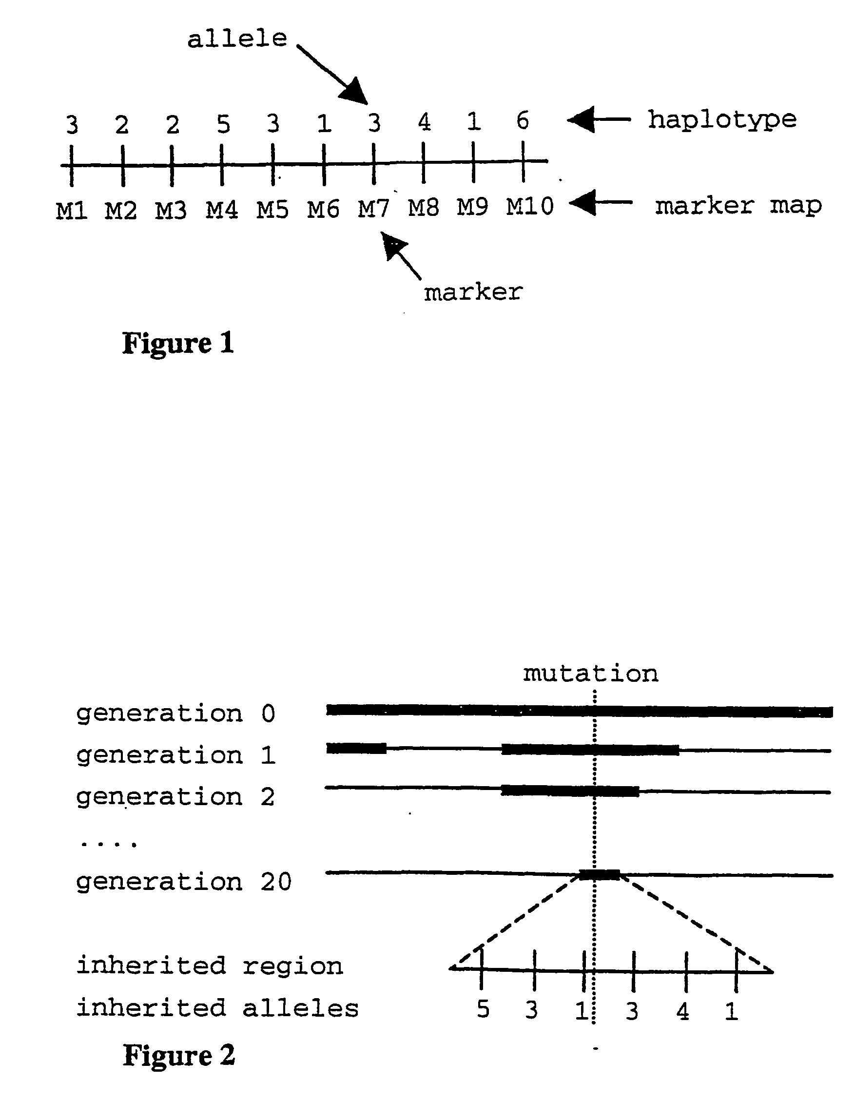 Method for gene mapping from chromosome and phenotype data