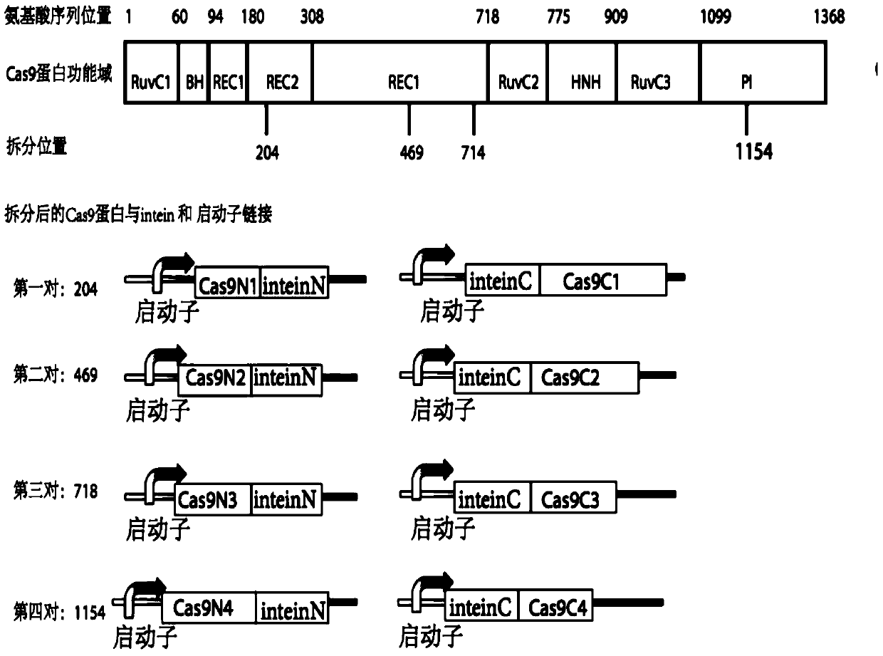 Method for gene editing and expression regulation using split cas system