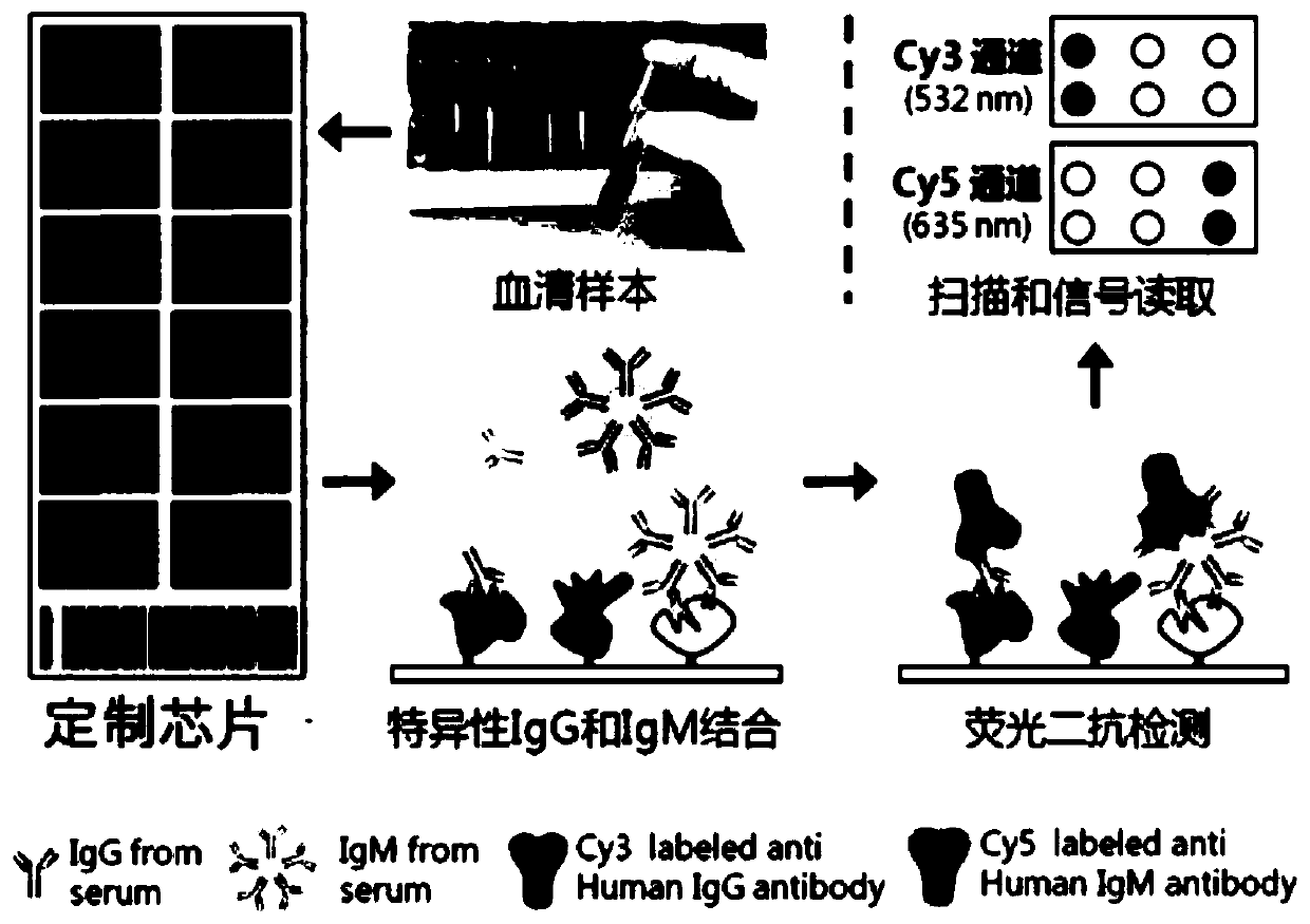 Serum protein marker for early screening and diagnosis of breast cancer, kit and detection method