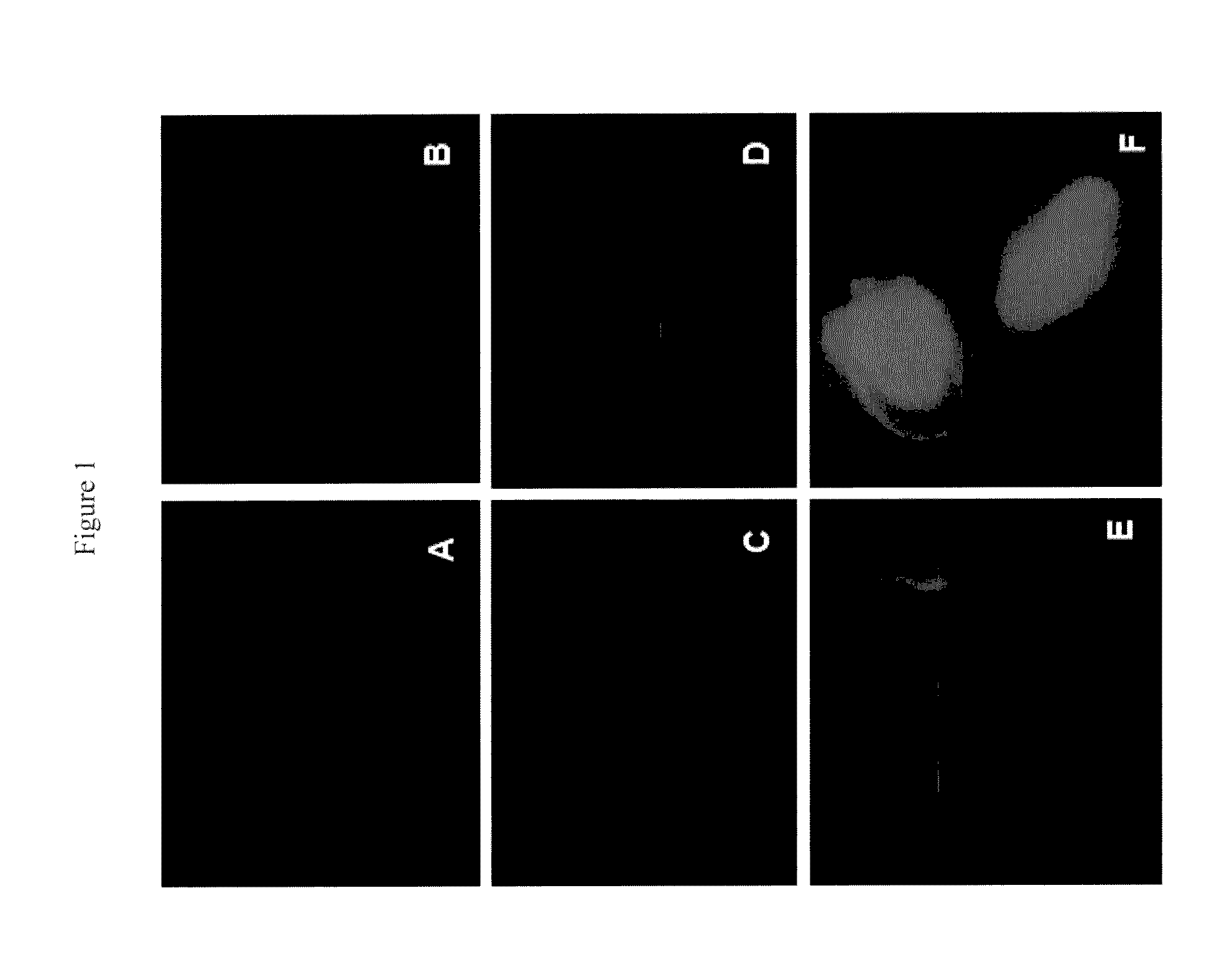 Nanocarrier based plant transfection and transduction