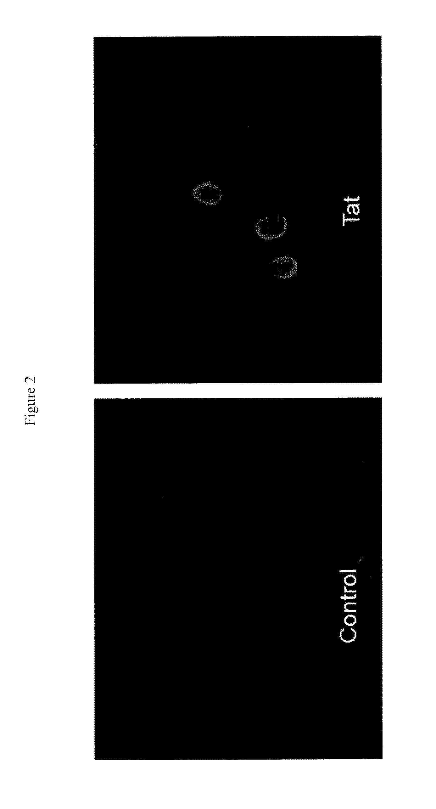 Nanocarrier based plant transfection and transduction