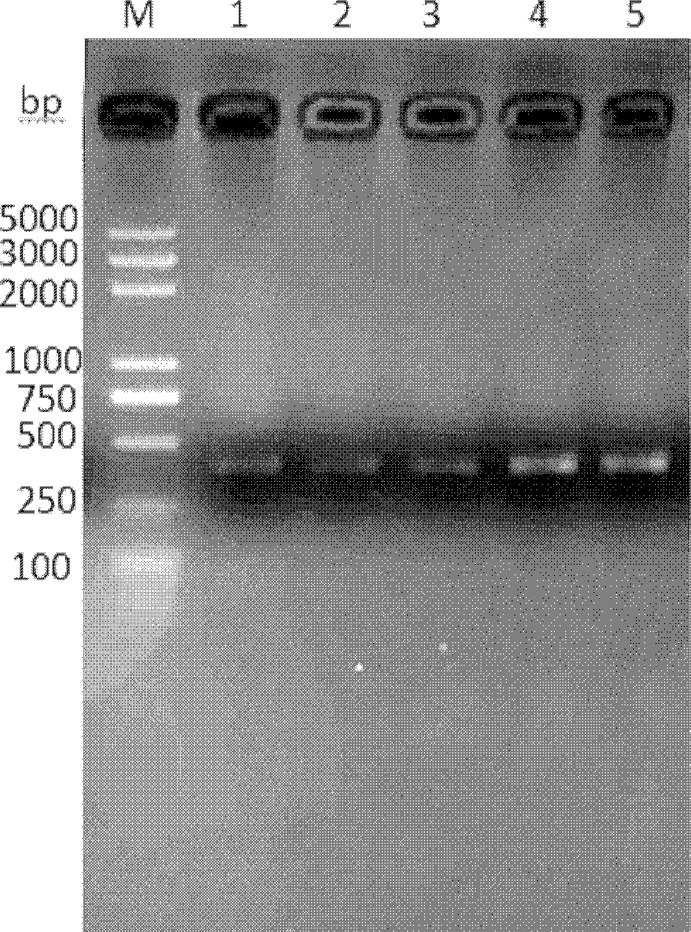 Defensin gene of antimicrobial peptide of bemisia tabaci (Gennadius), antimicrobial peptide encoded by defensin gene and preparation method for defensin gene