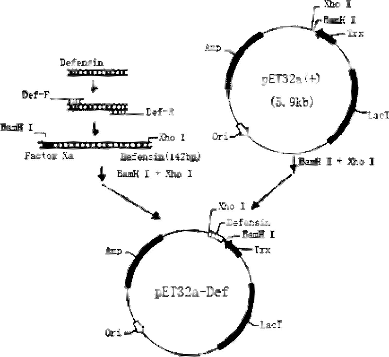 Defensin gene of antimicrobial peptide of bemisia tabaci (Gennadius), antimicrobial peptide encoded by defensin gene and preparation method for defensin gene