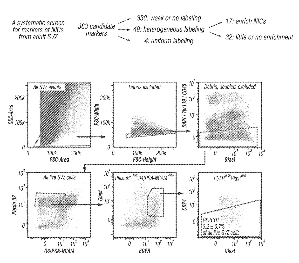 Identification and isolation of neural stem cells and neurosphere initiating cells