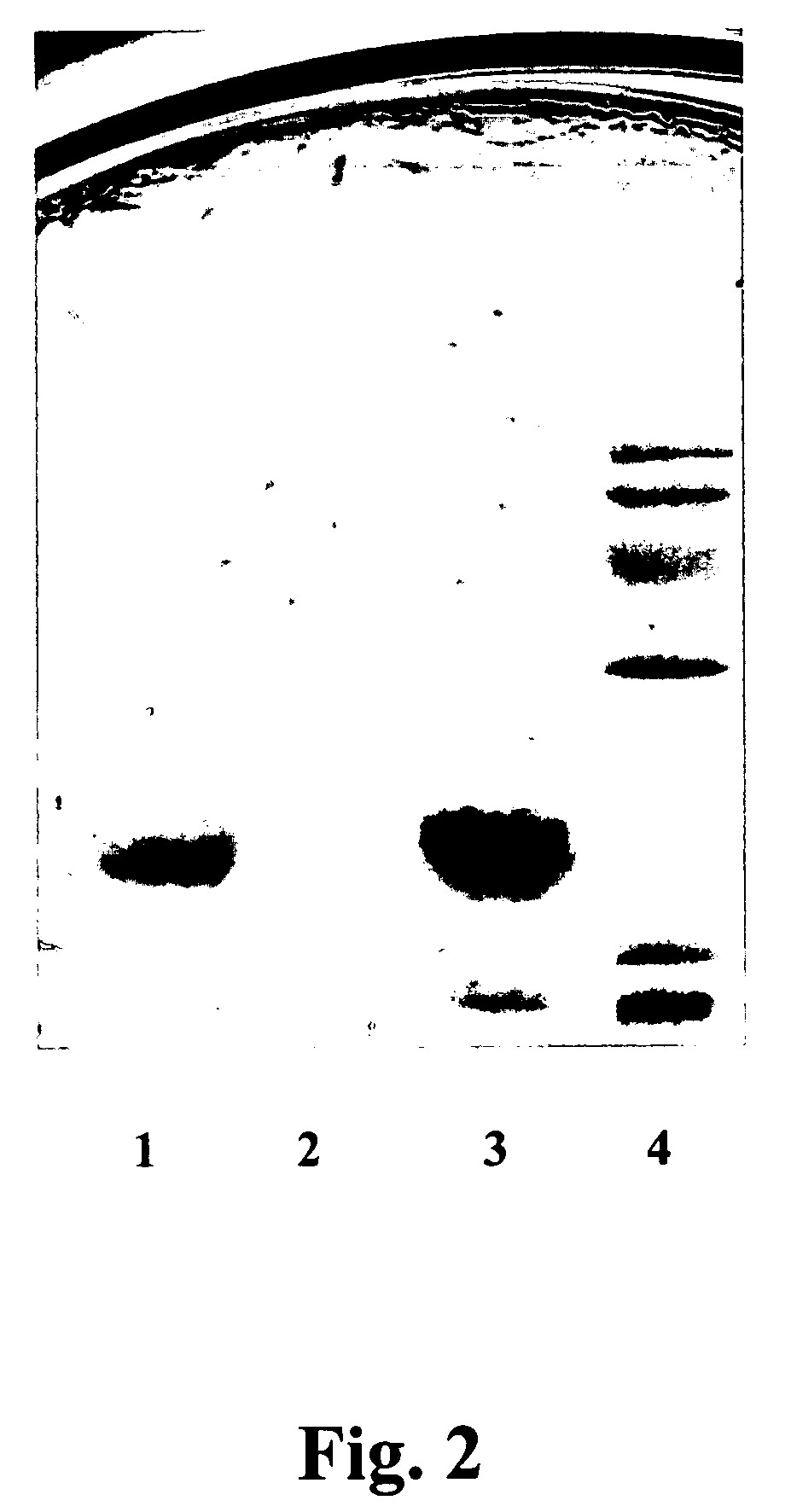 Bacteriocins and novel bacterial strains