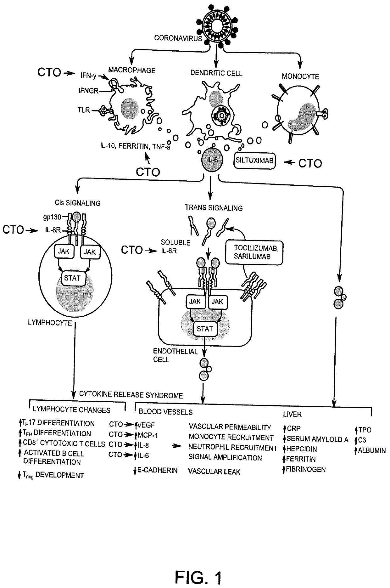 Methods and compositions for treating SARS-CoV-2 infection using carboxyamidotriazole orotate