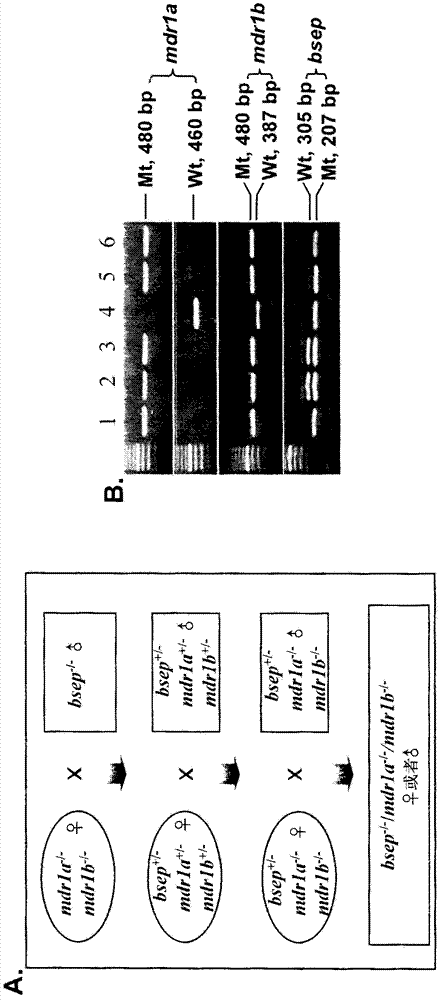 Polyhydroxylated bile acids for treatment of biliary disorders