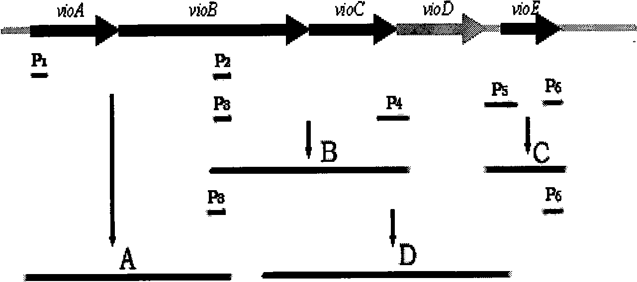 Method for preparing deoxidized violacein and special recombinant bacterium