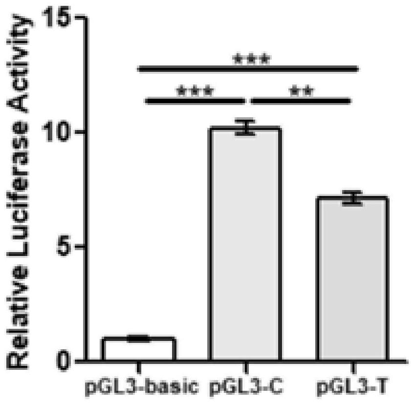 Mutation site associated with total litter size character of sow and application of mutation site