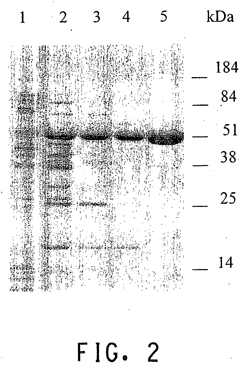 UDP-glucosyltransferases